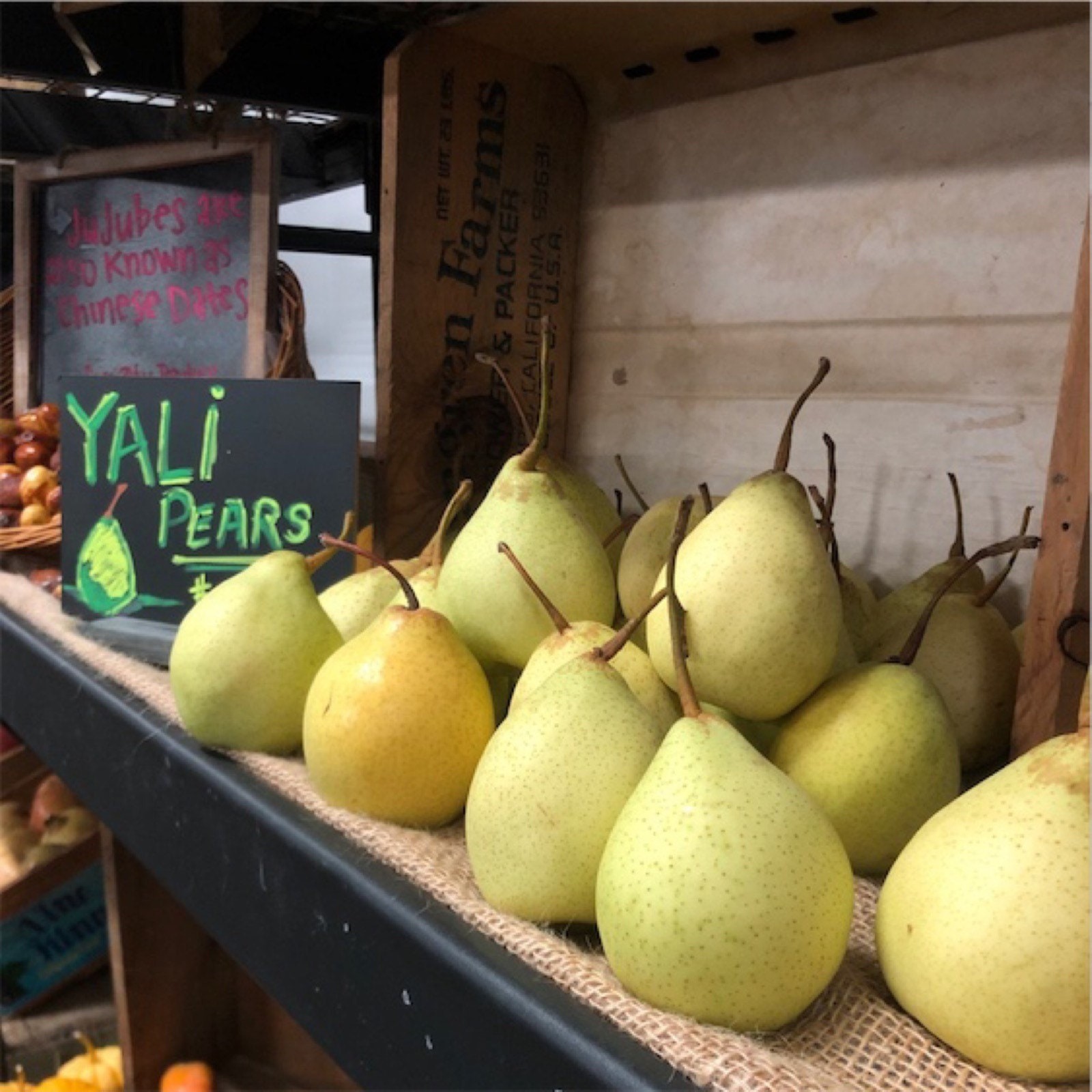 2 ft tall Asian Pear, ‘Ya Li’ (Pyrus ussuriensis) Grafted tree, in a 2 gallon