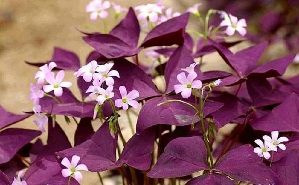 Oxalis Triangularis 12 Bulbos -Shamrocks Lucky Lovely Flowers Bulbs G…