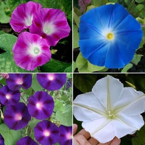20 Morning GLORY Multi Color Flower Seeds Ascends up Trellis Fragrant Flower