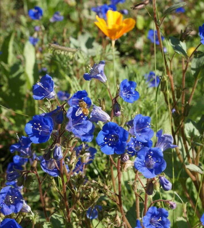 California Bluebell Desert Canterbury Flower Seeds Phacelia (500 to 5000 SEEDS)