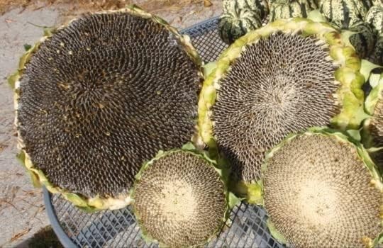 25+ Giant Mongolian Sunflower Seeds — NON GMO — HEIRLOOM — FRESH