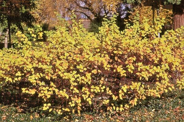 Sargent’s Crabapple Tree | Premium Seeds | Malus sargentii ‘Fall’ | Plants’®