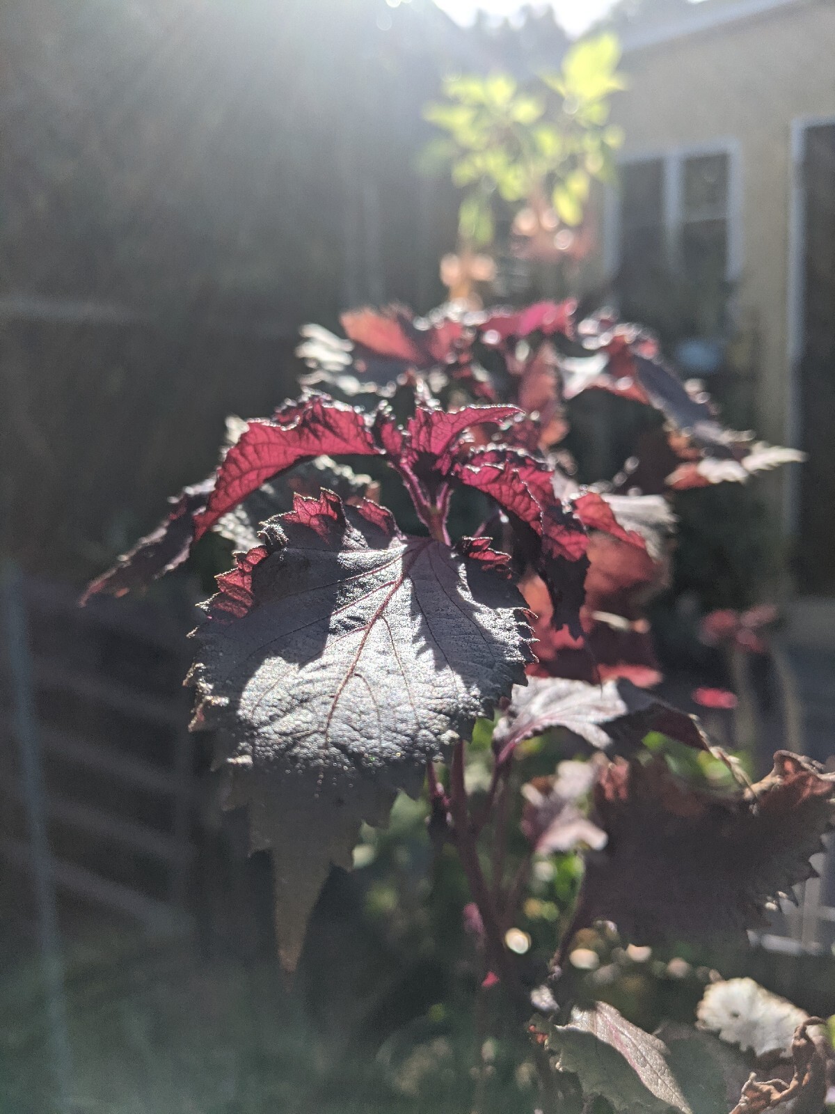 Purple Basil Perilla (100+ Seeds) Shiso Red Mint – 2023 Harvest Grown In The USA
