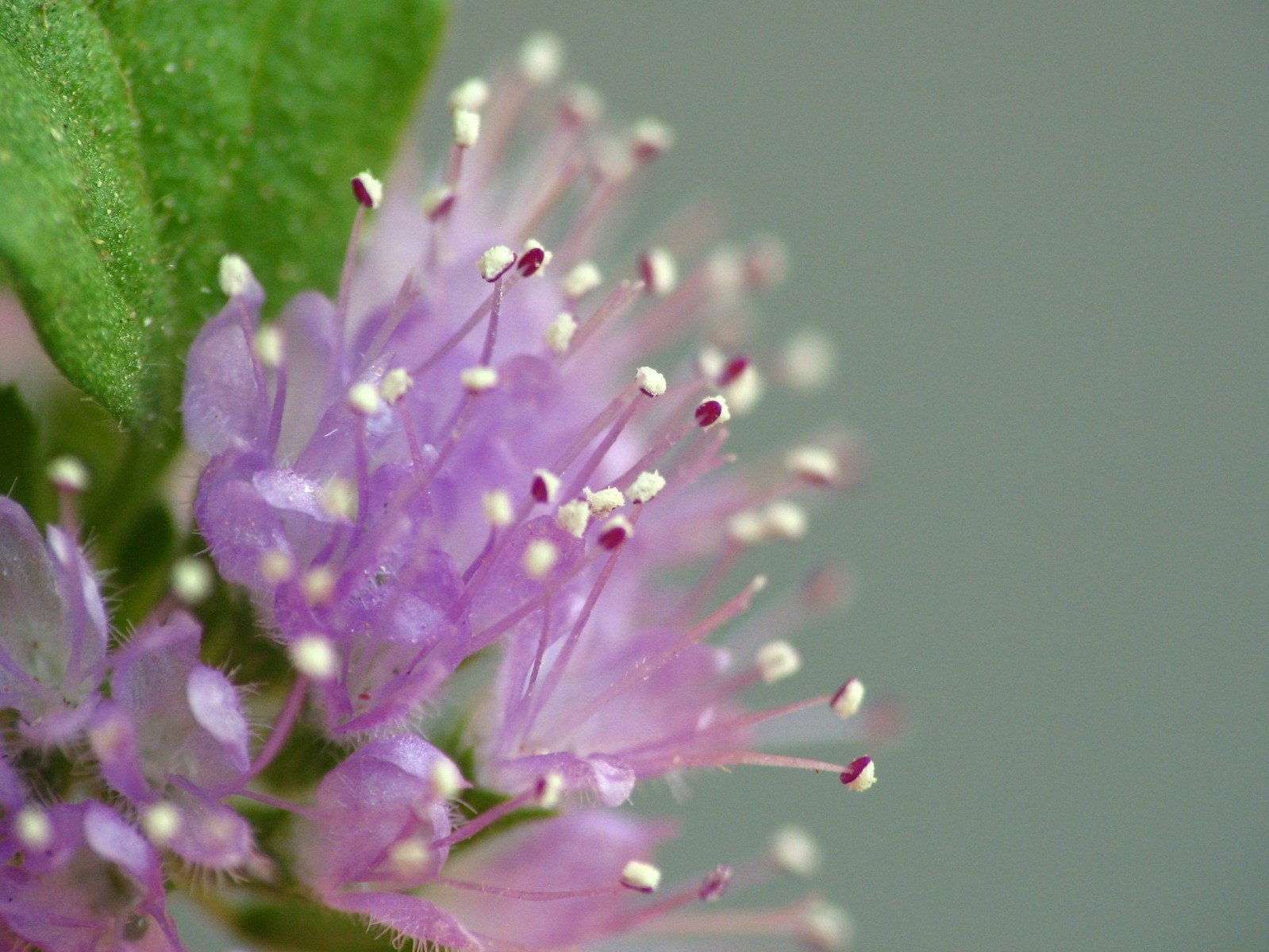 250 Pennyroyal Seeds – Mentha Pulegium – Culinary – Medicinal – Beverage – Aroma