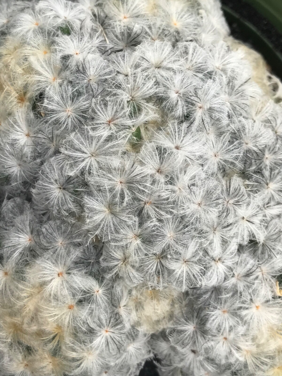 Mammillaria plumosa, AKA “Feather Cactus” 4″ pot flowering size Succulent