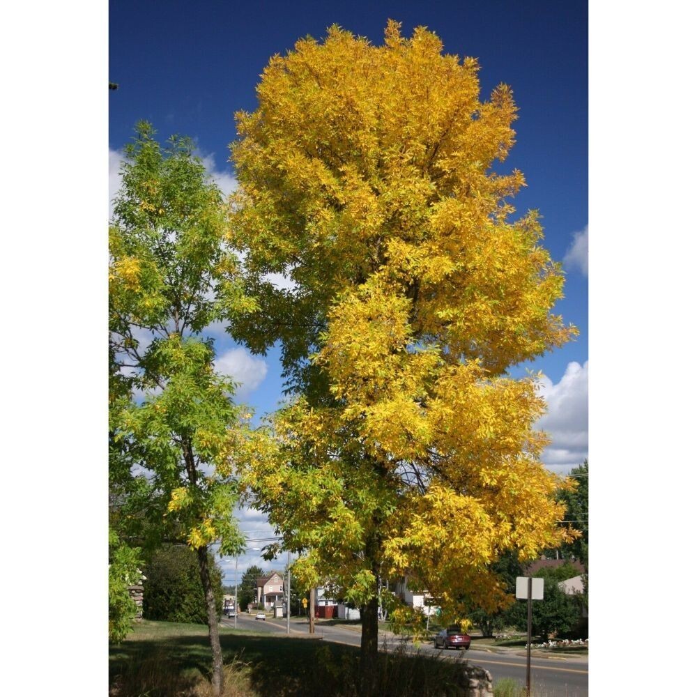 Green Ash Tree Plant Seeds (Fraxinus Pennsylvanica) 20-500