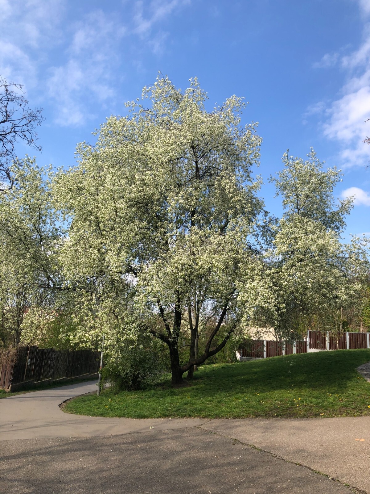 Arabian Cherry Tree | Premium Seeds | Prunus mahaleb ‘Fall’ | Plants’®