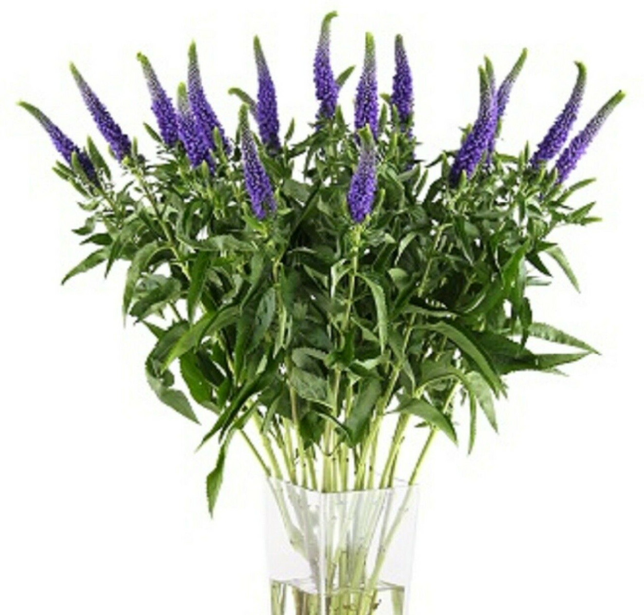VERONICA LONGIFOLIA, 160 SEEDS, MIXED COLORS, LONG LEAF SPEEDWELL, USA SELLER