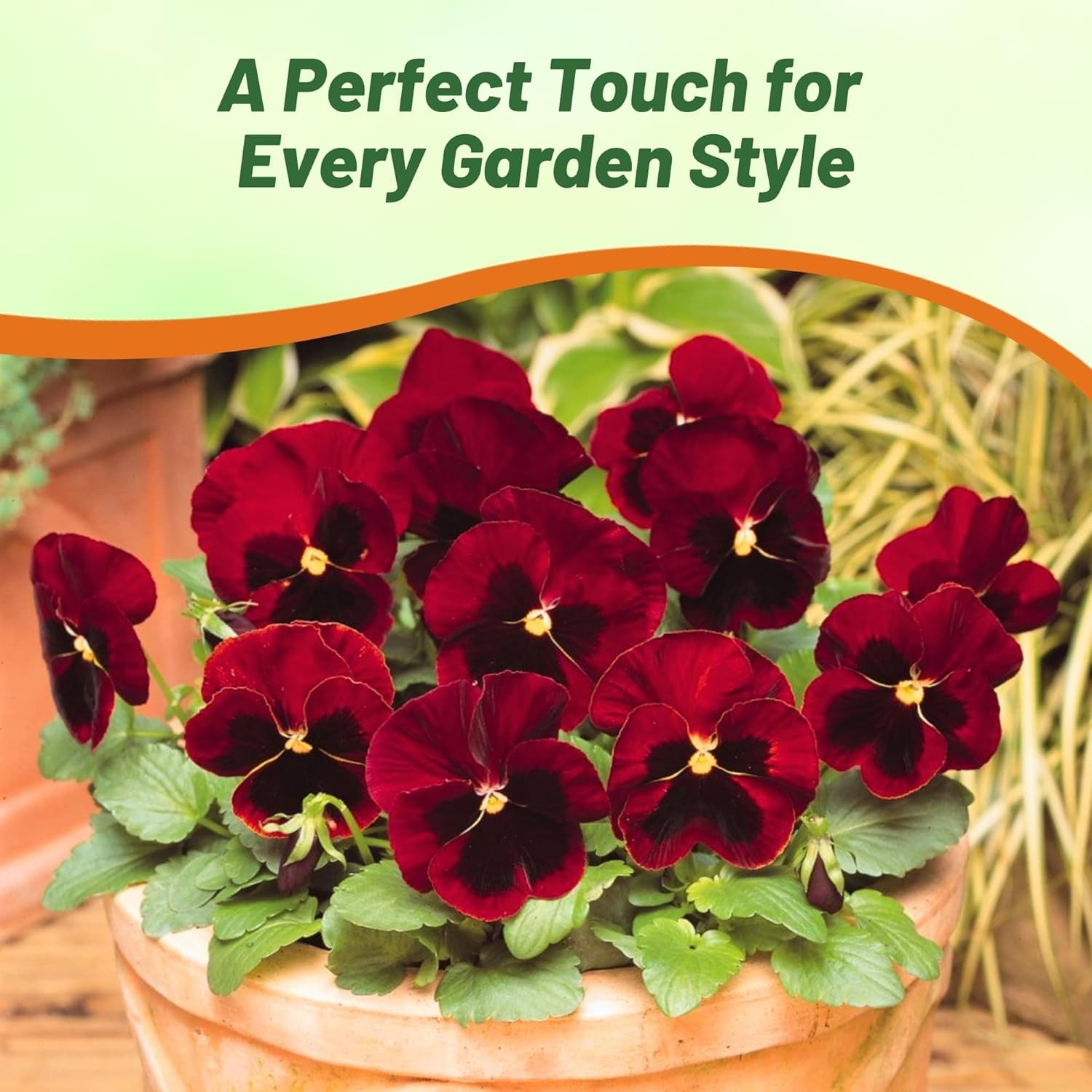2000 Seeds Pansy Seeds – Swiss Giant Pansy Flower Seed