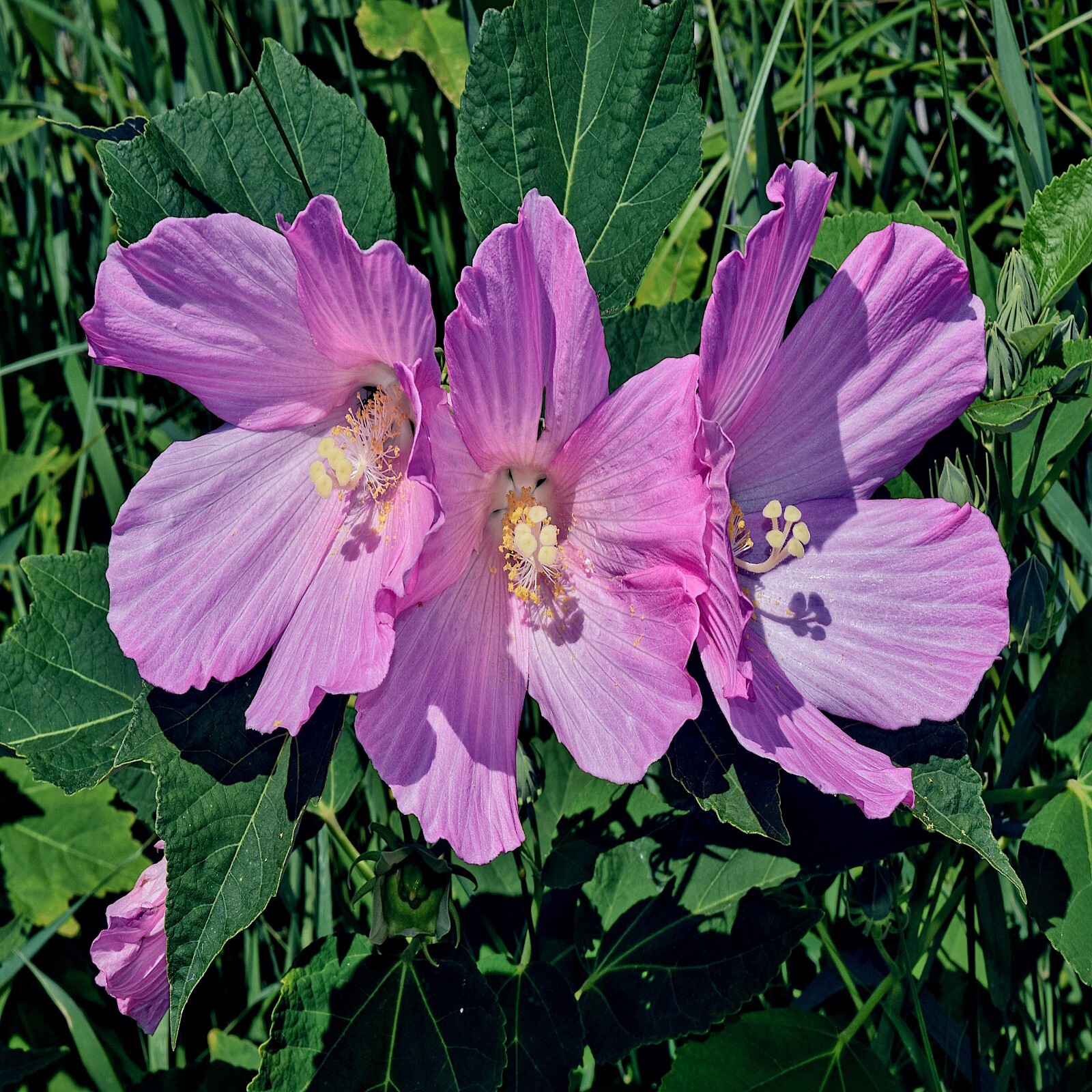 20 Pink Swamp Mallow Rose Seeds “LARGE FLOWER” Hardy Hibiscus Fast Garden Plant