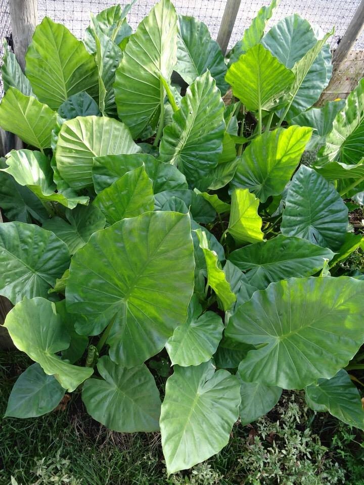 20+ small Alocasia macrorrhizos Upright bulbs -PRICE REDUCED (Lot #21)