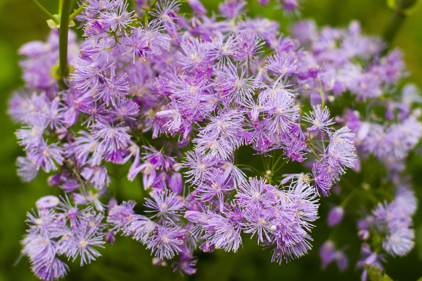 5 COLUMBINE MEADOW RUE Thalictrum Aquilegifolium Purple Pink Flower Seeds