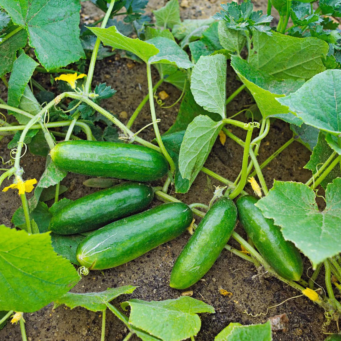 Spacemaster 80 Cucumber Seeds | Bush Type Small Gardens Container Planting 2024