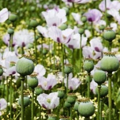 Tasmanian Papever Somniferum Poppy Seeds for Planting: 2,500+ Organic, Untreated