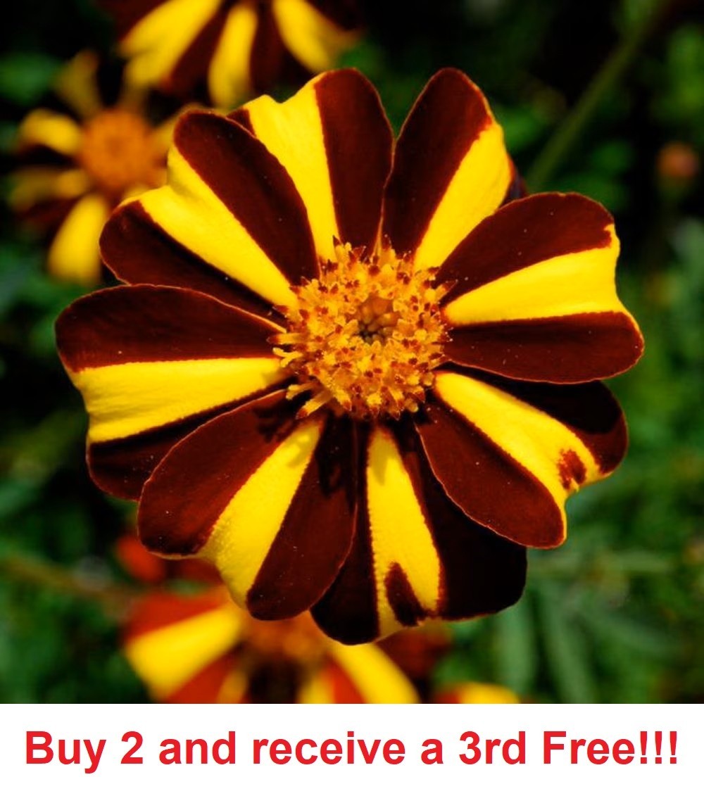 300 French Marigold Court Jester GMO 300 Seeds