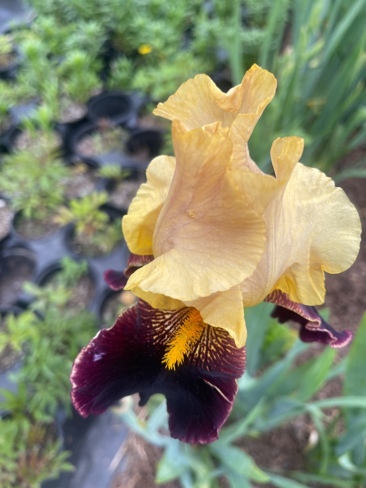 10 Fresh Dug Iris Rhizomes – Mixed Colors & Varieties