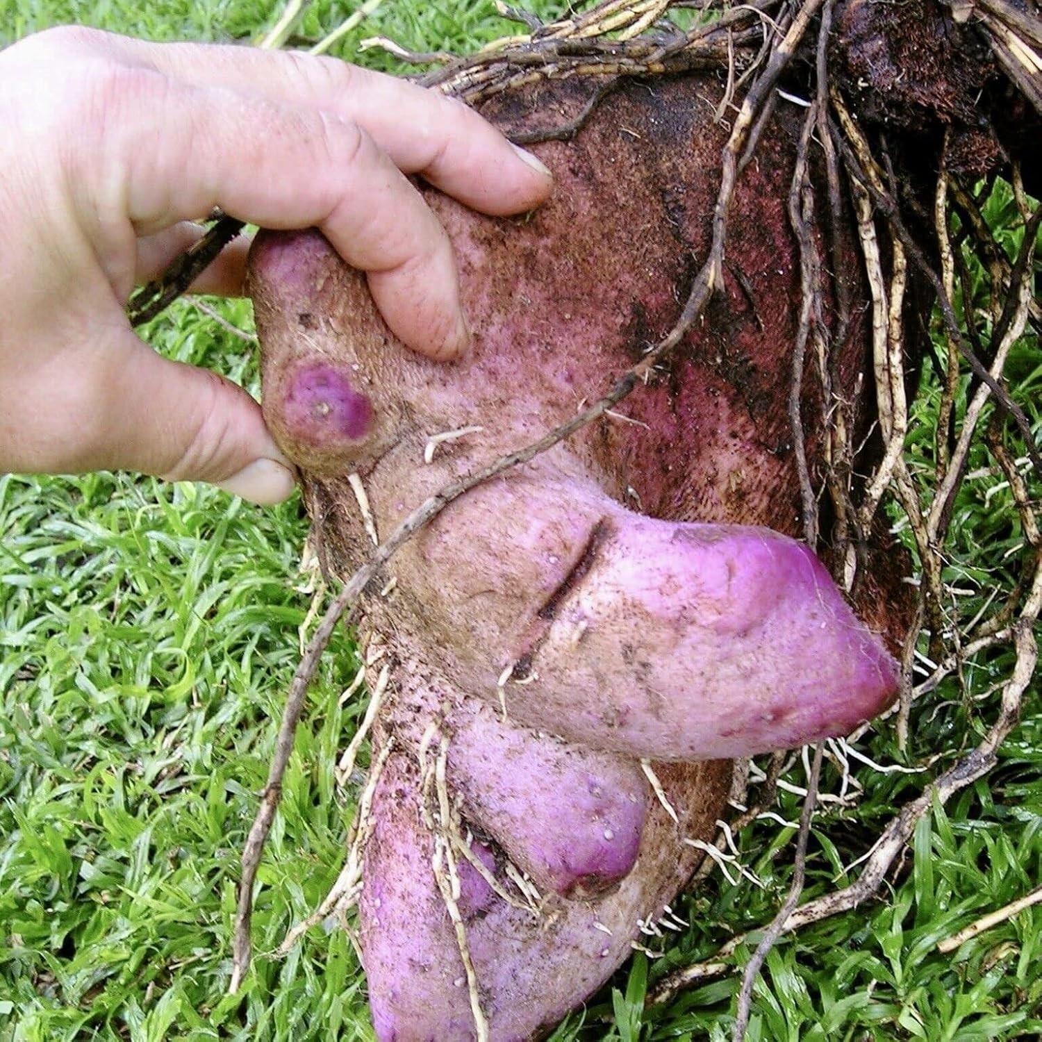 100 Pcs Dioscorea Alata Seeds, Heirloom Purple Yam Vegetable Seeds for Planti…