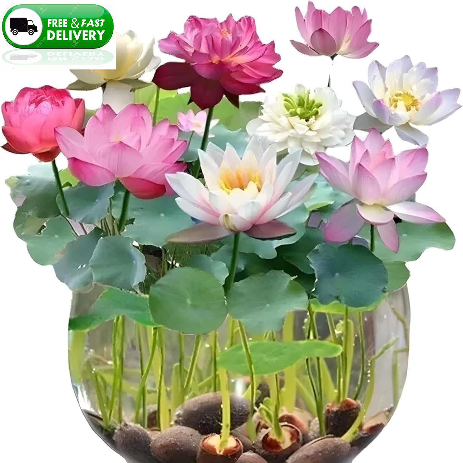 35+ Lotus Seeds Mixed Bowl Non-GMO Water Lily Flower Aquatic Pond Planting