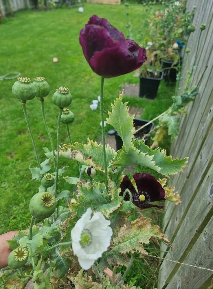 500+ COLD Stratified SOMNIFERUM mix FOR PLANTING | BUY 2 GET 1 FREE |