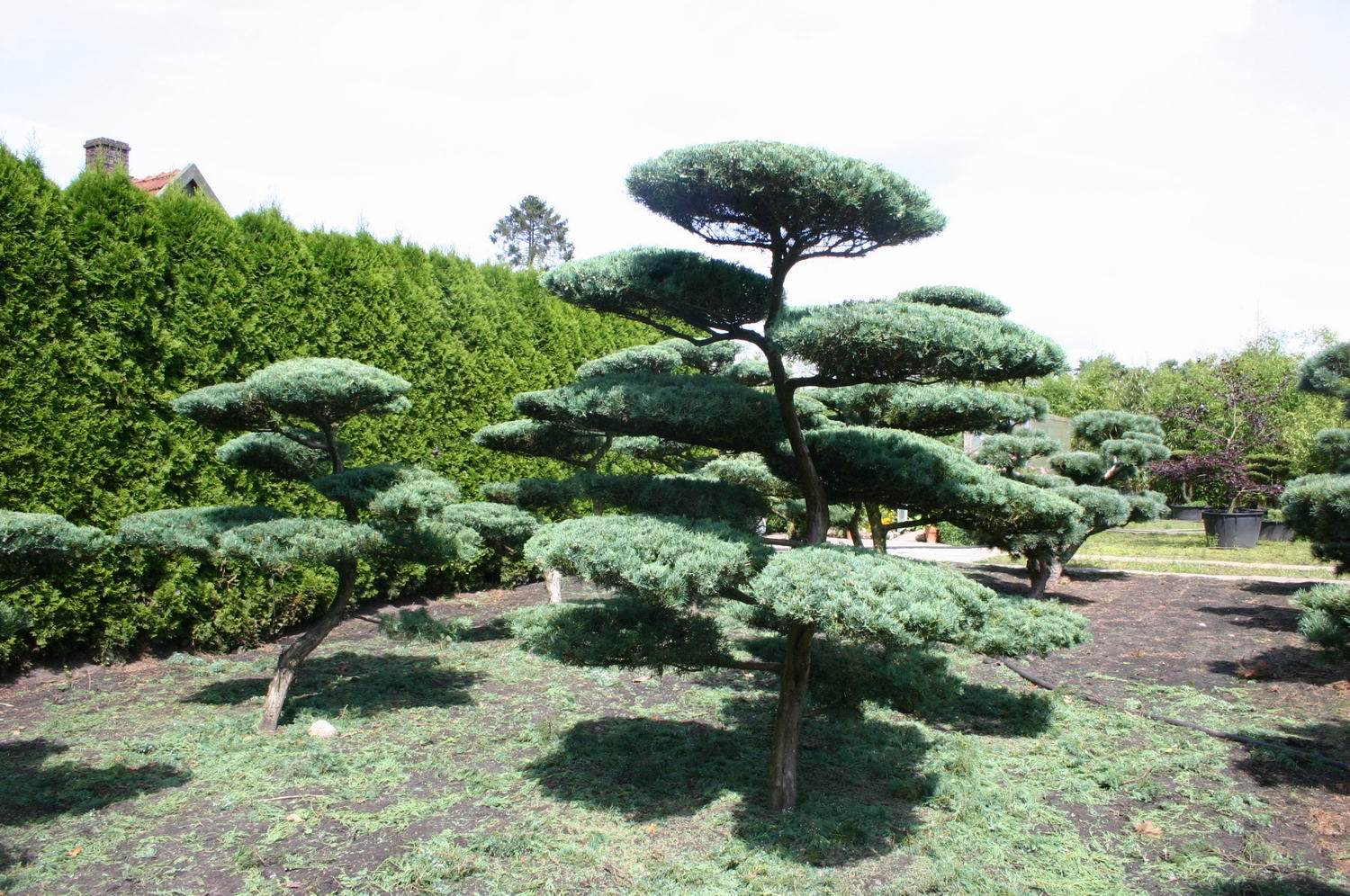 Eastern Red cedar, Juniperus virginiana, Tree Seeds