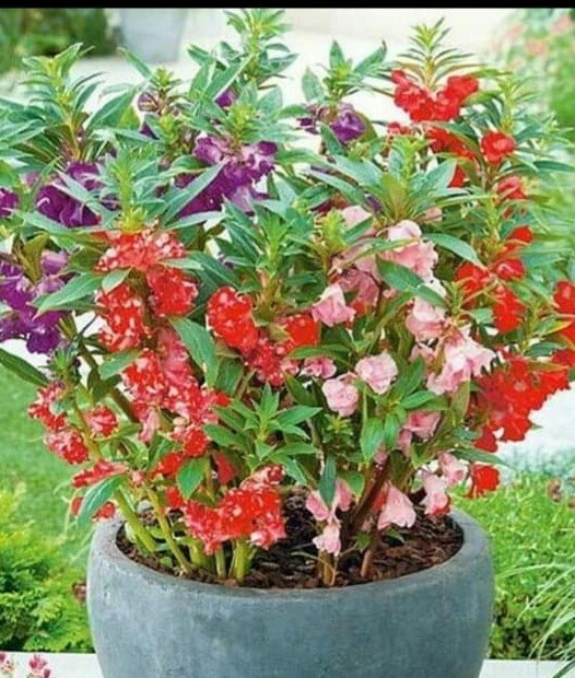 Semillas De Flor Belen (Varios colores ) (50+Seeds Various Colors)