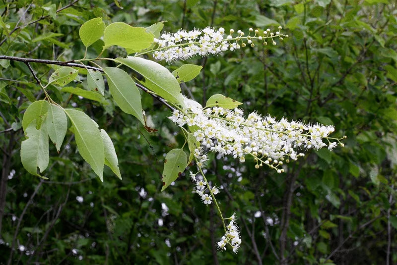 Wild Black Cherry Tree (Prunus serotina Wild Rum Cherry) 4′ Pot 12′-18′ Height