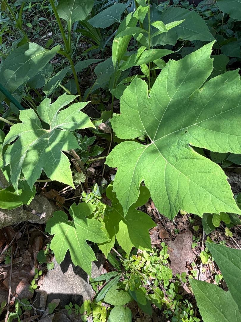 1 small Barereoot Tetrapanax papyrifer Rice Paper Plant