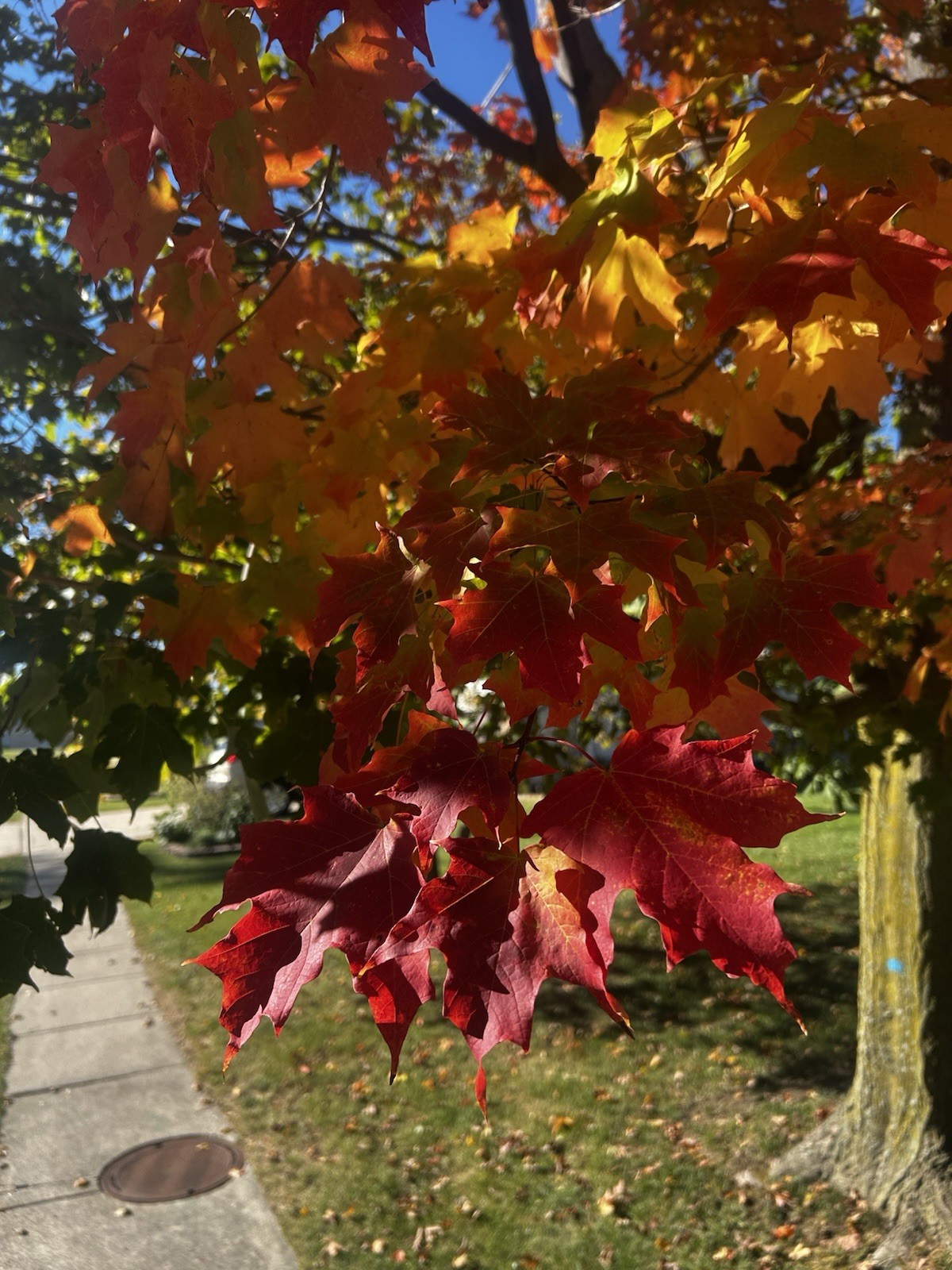 ‘Bonfire’ Sugar Maple Seed (20pc.) Acer Saccharum