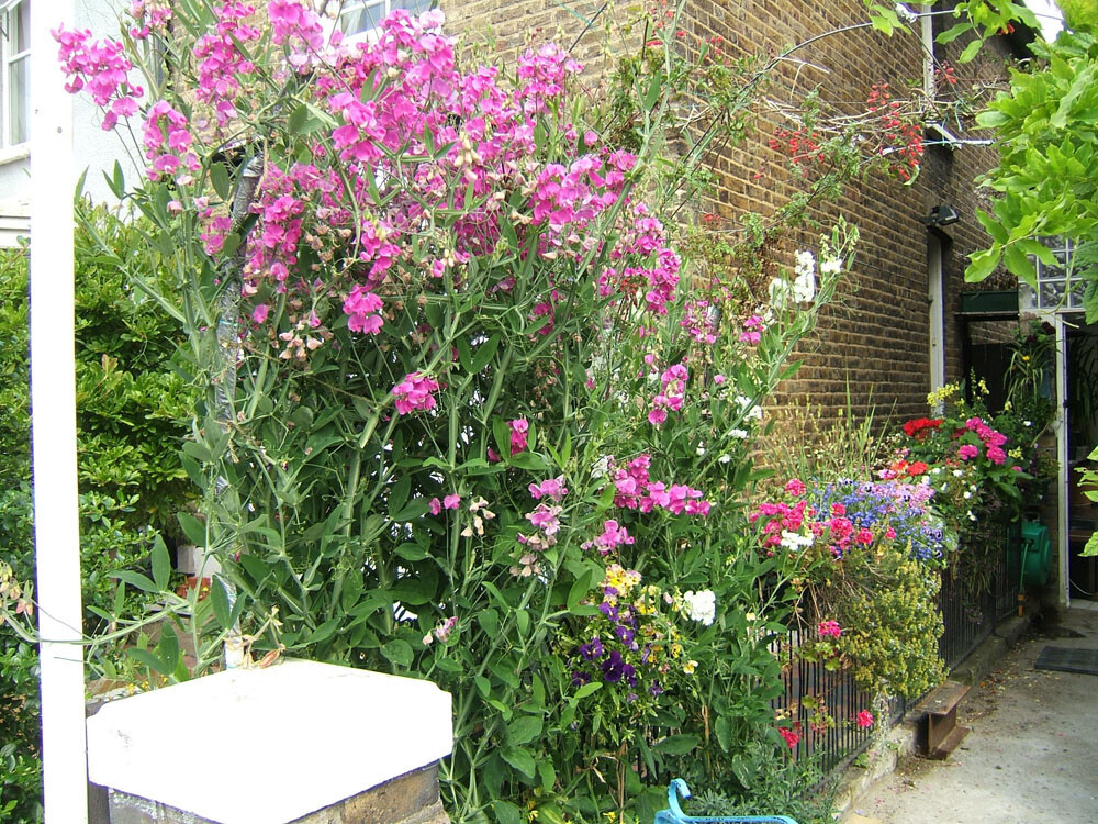 Perennial Pea, (Everlasting Pea), Lathyrus latifolius, Vine Seeds (Showy, Easy)