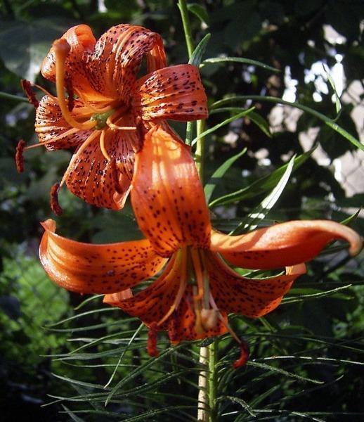 Lilium davidii | Turk’s Cap Lily | David’s Lily | 5 Seeds