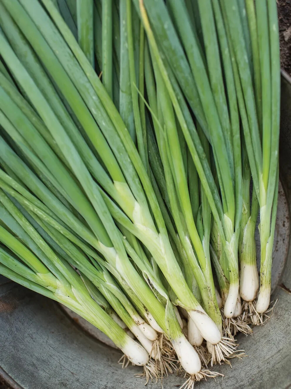 150+ seeds, Bunching Onion- Evergreen Long White, Open pollinated, Heirloom