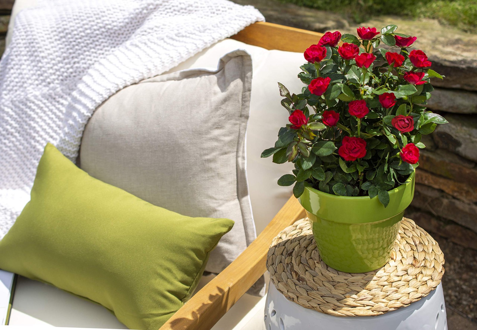 Petite Knock Out Reblooming Rose Deep Red Flowers in 2Size Container