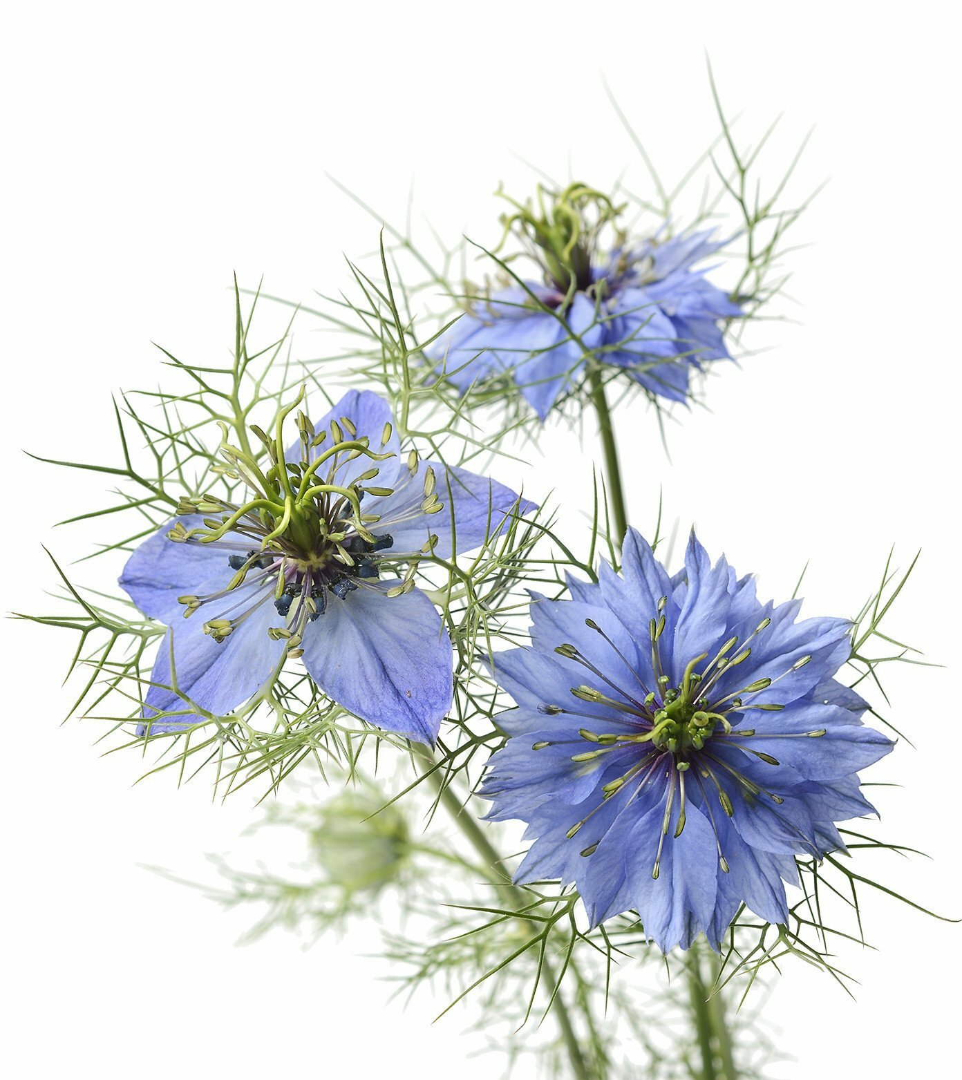 Love in a Mist – Nigella damascena