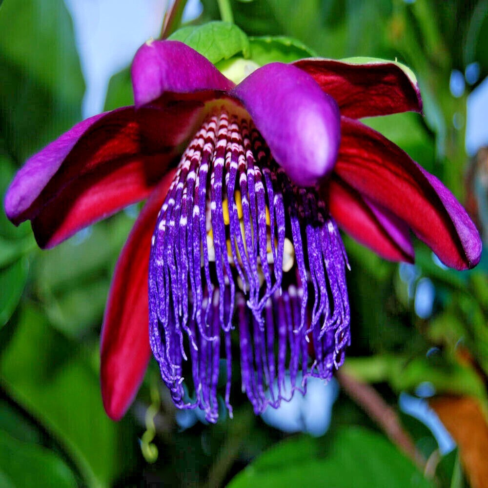 10 GIANT GRANADILLA SEEDS Passiflora quadrangularis Passionfruit Flower Plant