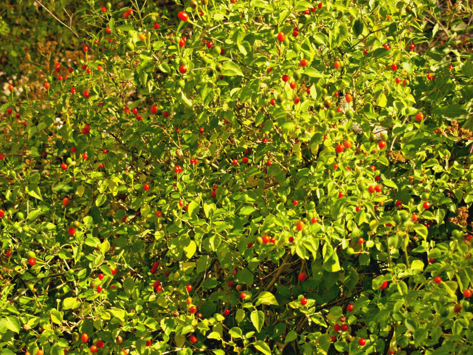 RARE✿ NEW! Tepin Hot Chili Pepper 15+ Seeds