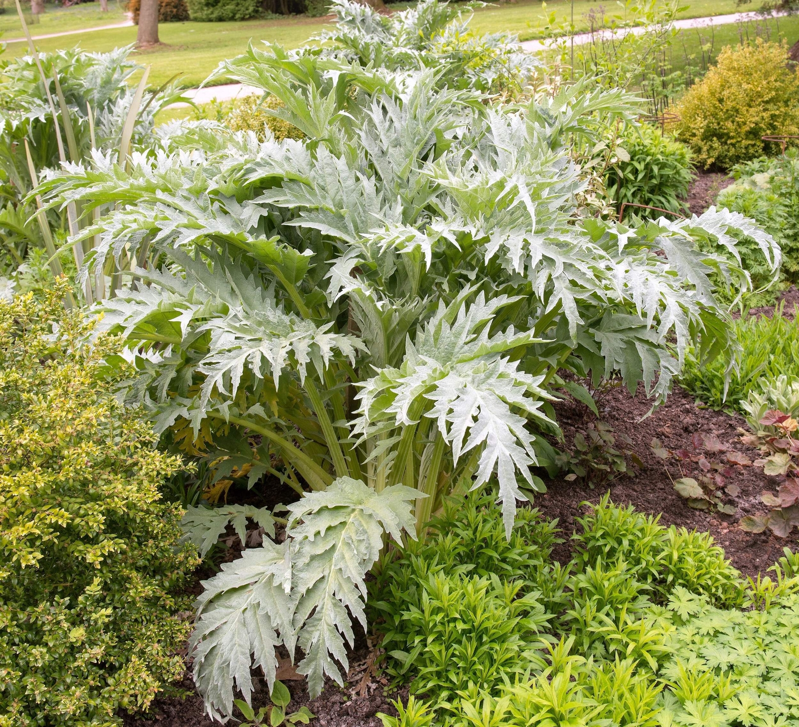 25 CARDOON Cynara Cardunculus Artichoke Thistle Perennial Edible Vegetable Seeds