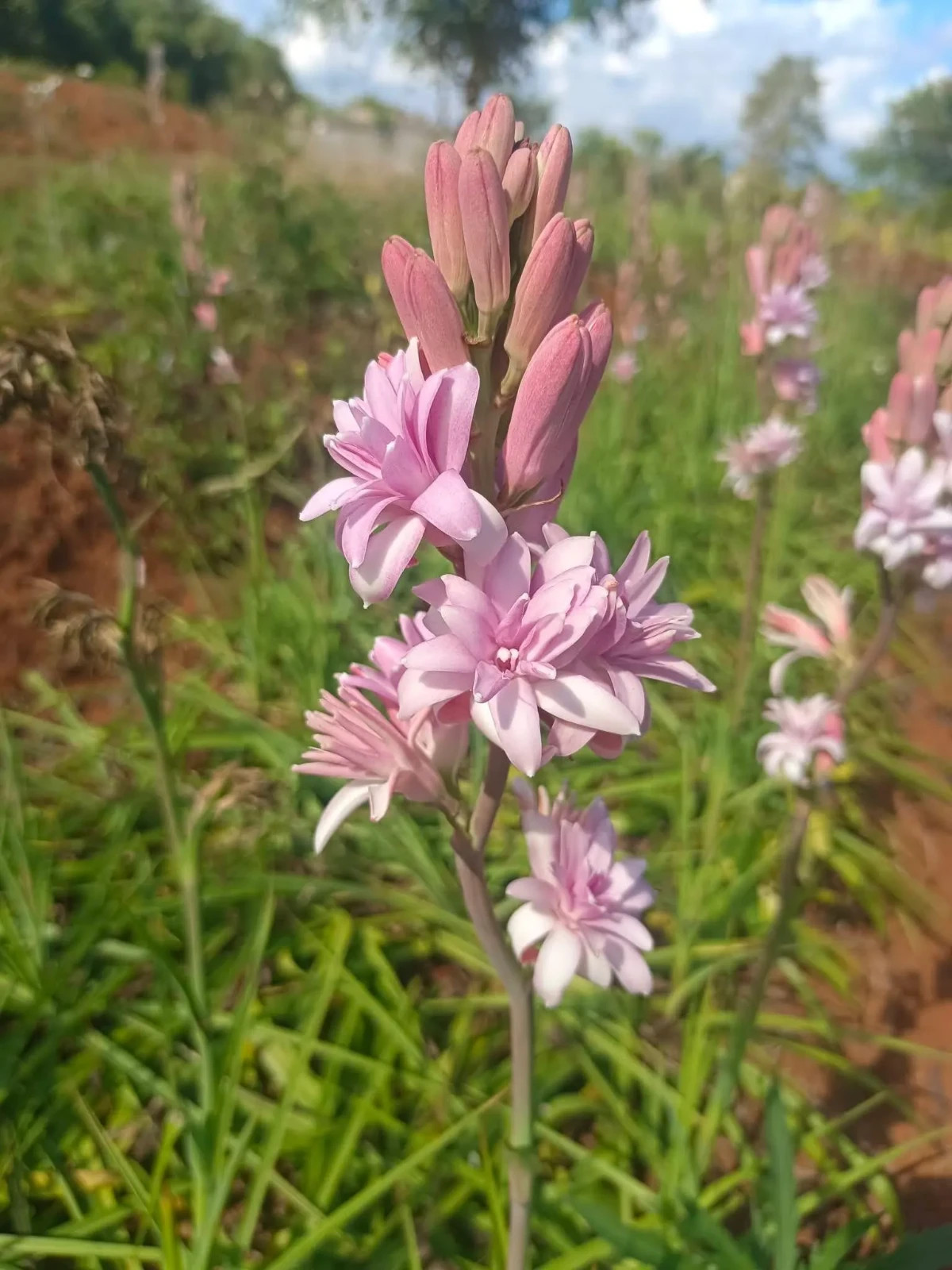 3 New! Large Double Pink Mexican Tuberose Polianthes Lily Fragrant