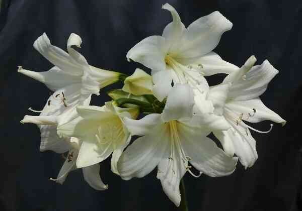 RARE WHITE~AMARYLLIS BELLADONNA~NAKED LADY FLOWER BULB HARDY ZONES 7-10 FRAGRANT