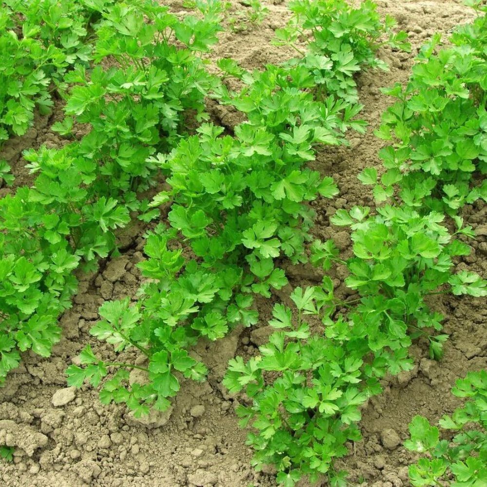 Cilantro Coriander Seeds Non-GMO Fresh Herb Easy Grow