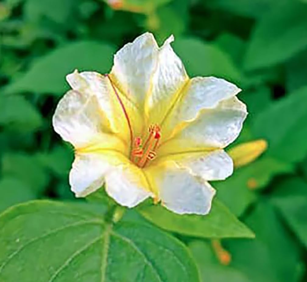 80 Broken Colors Four O’Clock Seeds – Tender Perennial That Reseeds Easily