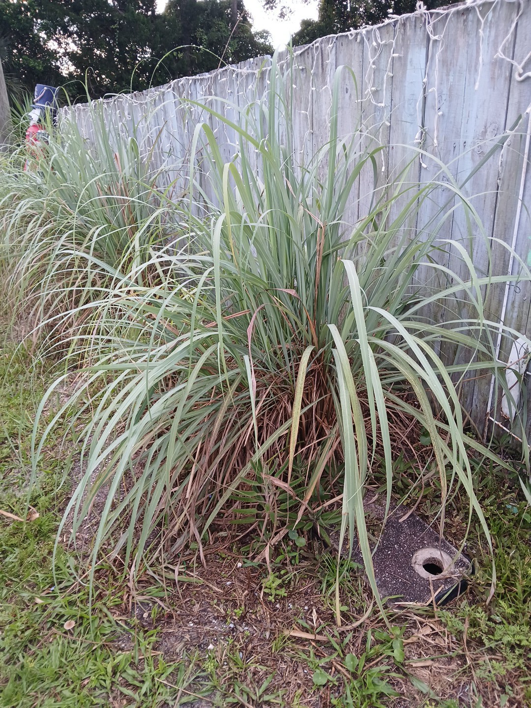 5 Live Lemon Grass Plants Cymbopogon Sereh Healthy Herb for Tea, cooking, bugs