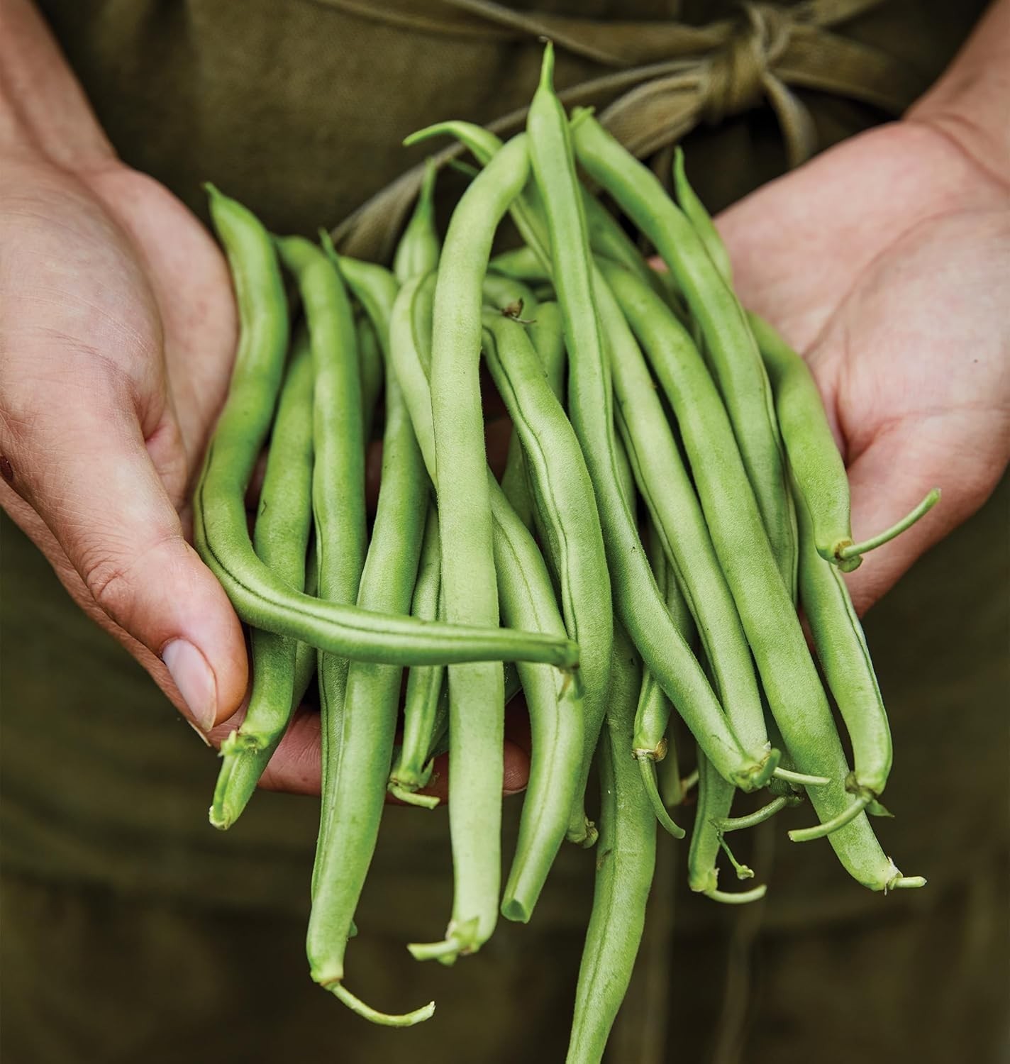 Heirloom Blue Lake 274 Bush Bean Seeds, 2 Oz—Tender Pods for Bountiful Harvests