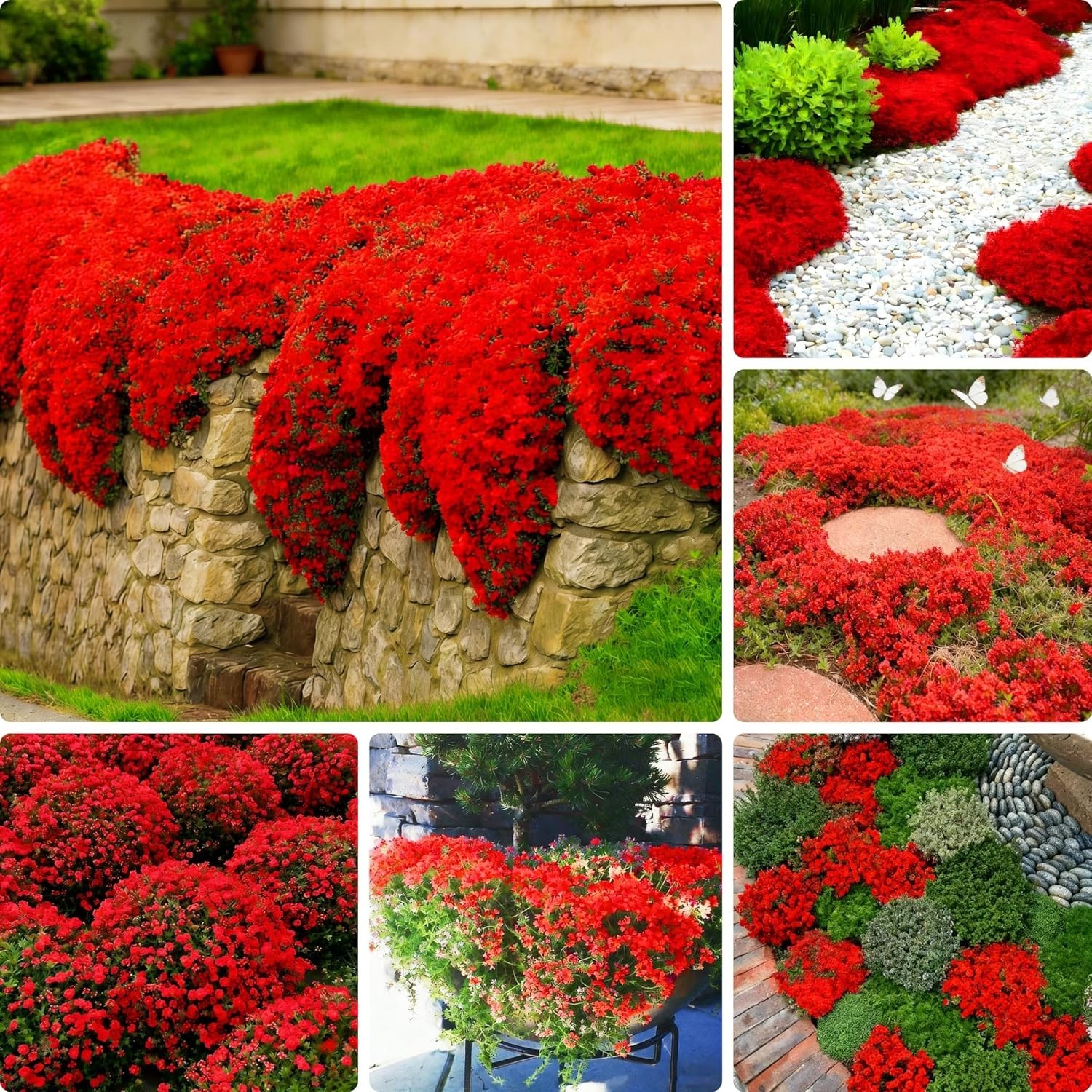 20000+ Red Creeping Thyme Seeds Ground Cover Plant Seeds Perennial- Non-GMO Heir