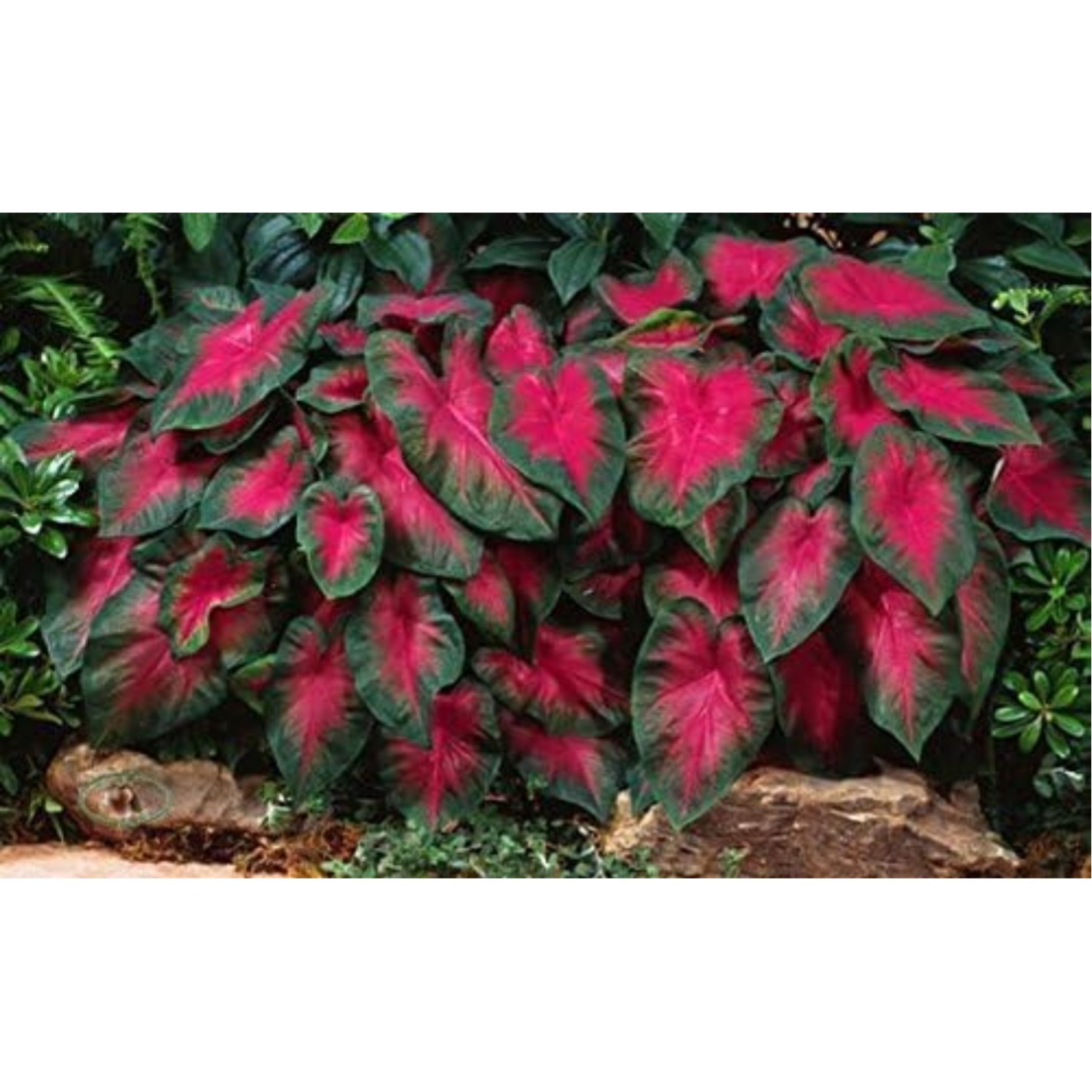Lush Caladium Bulbs – 6 Count, Pink, White, Green for Tropical Elegance