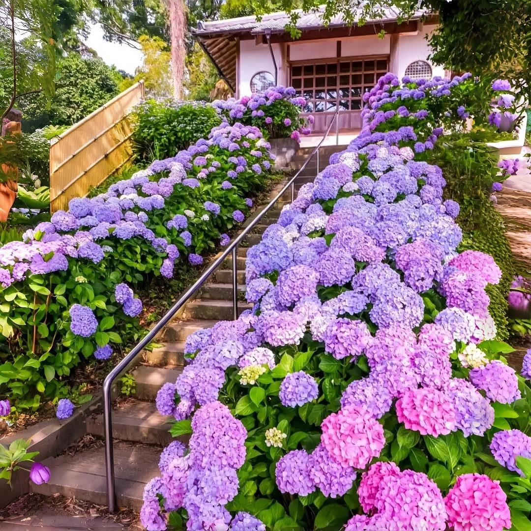 50 Pack Hydrangea Seeds for Planting – Non-GMO Hardy Perennial Shrub, Beautif…
