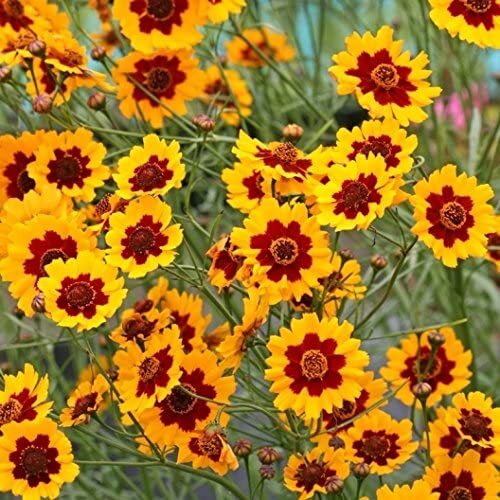 Plains Coreopsis Seeds | Non-GMO | Free Shipping | Seed Store | 1271