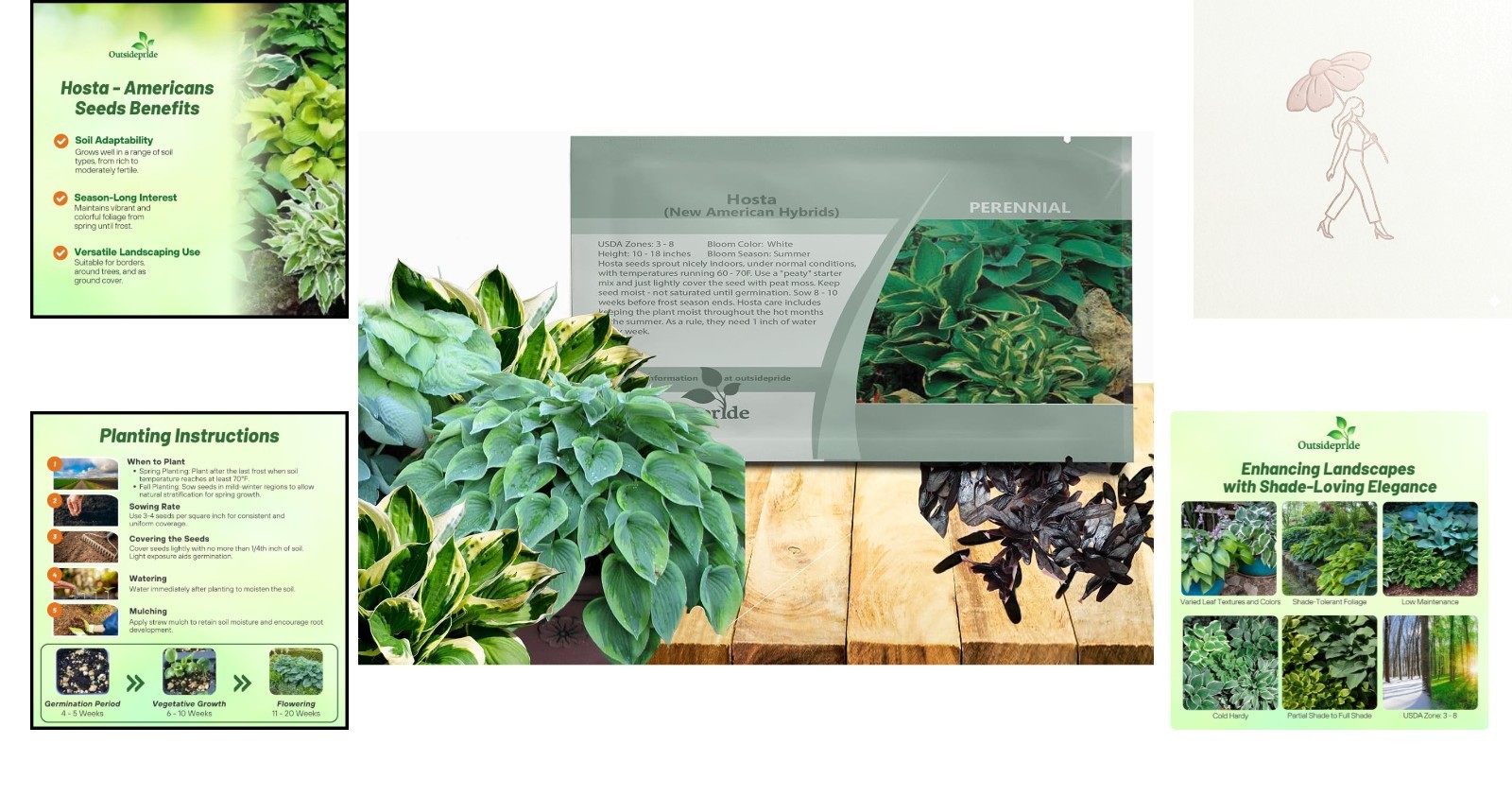 50 Hosta Seeds: Perennial, Low-Maintenance Flowering Plants for Shady Gardens