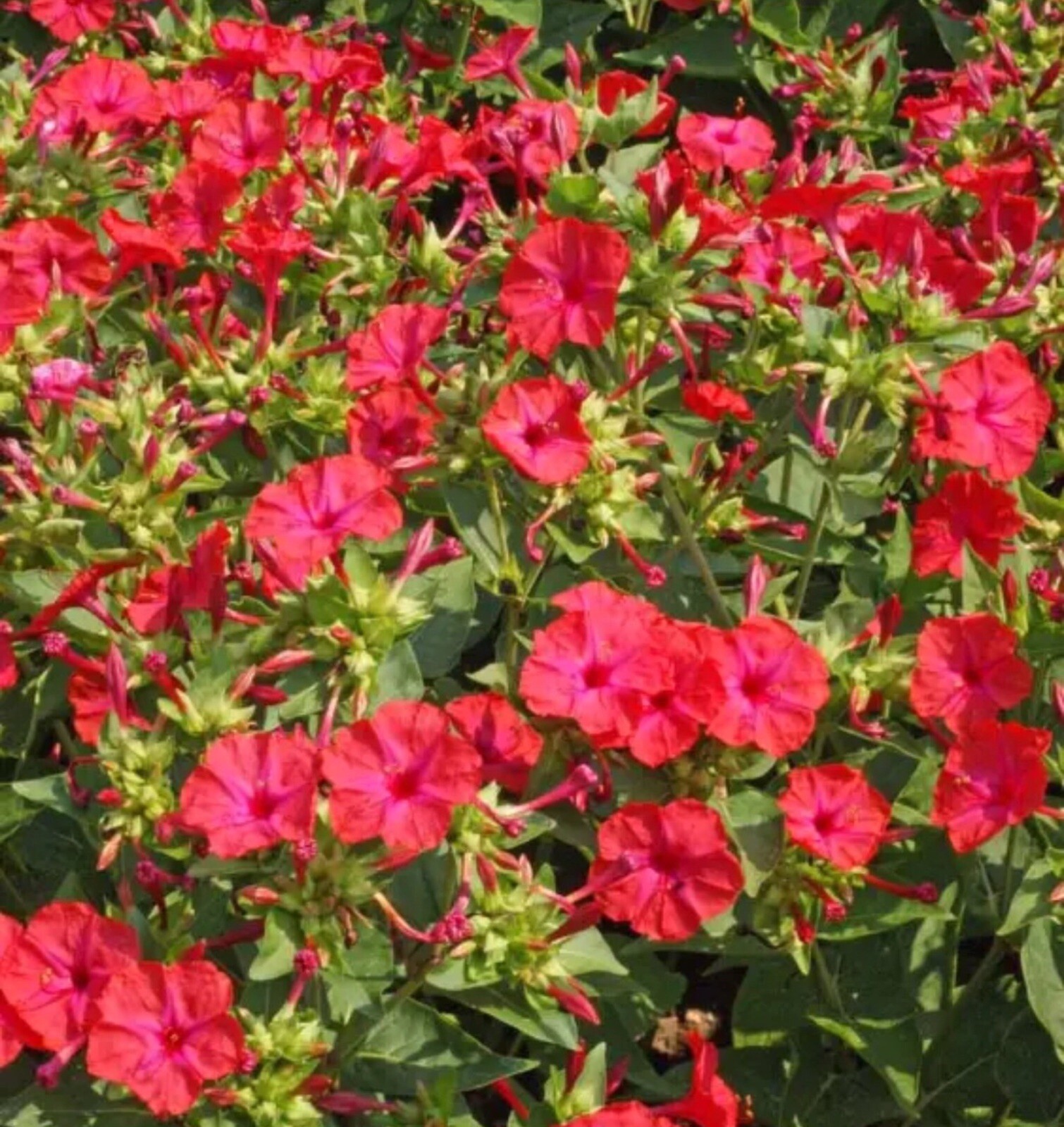 Four O’Clock HUMMINGBIRD RED Mirabilis jalapa Night Blooms Non-GMO 30 Seeds!