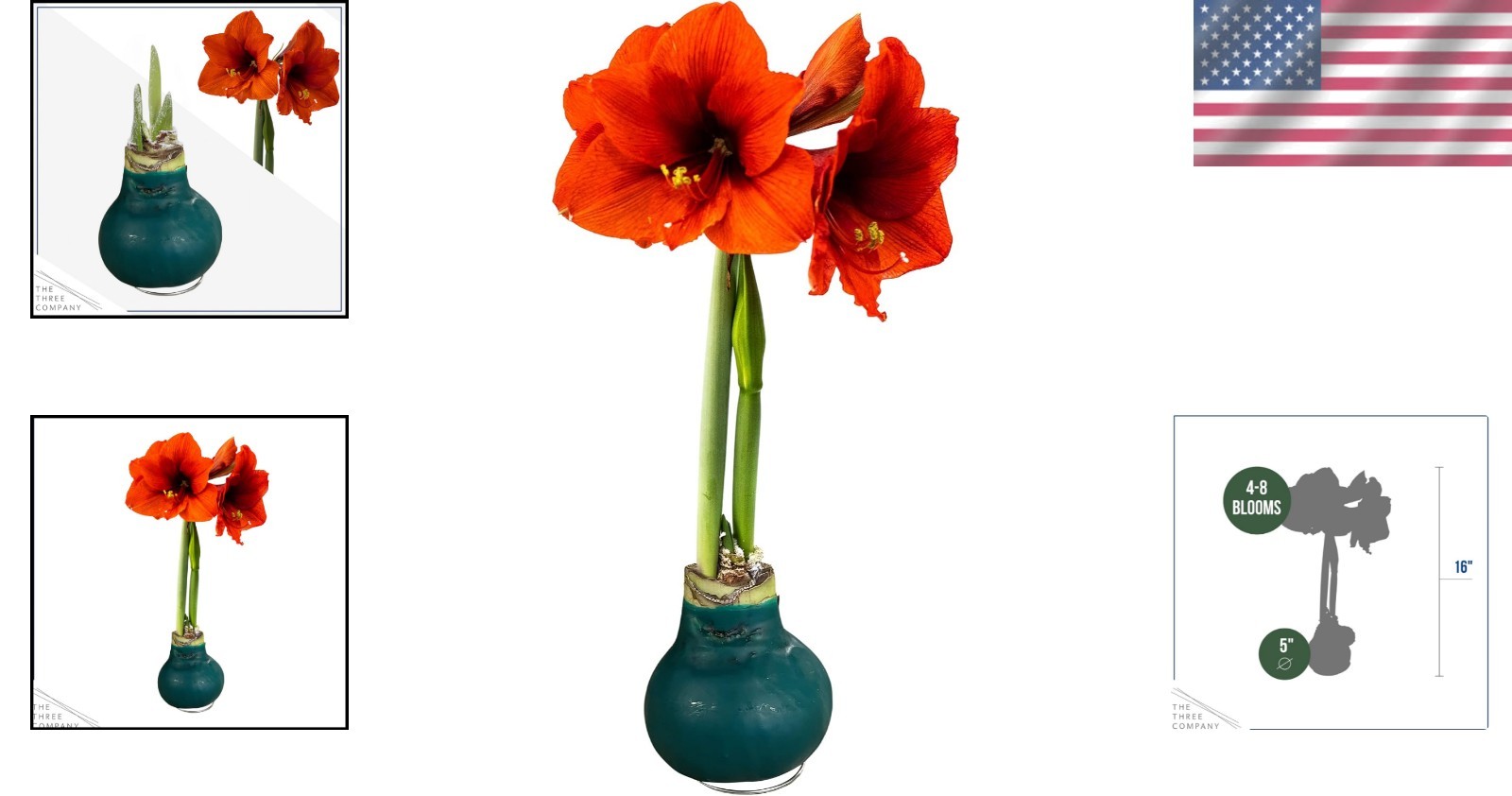 Live Waxed Amaryllis Bulb with Red Blooms – Low Maintenance Indoor/Outdoor Plant