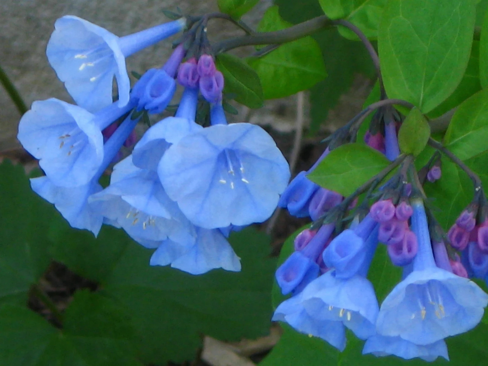 5 Virginia Bluebell roots wild flower shade lover (Mertensia)